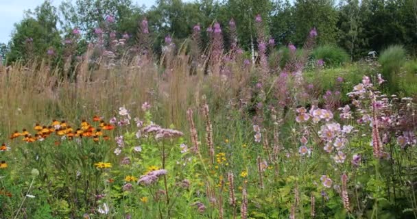 草原の野生のカラフルな花 — ストック動画