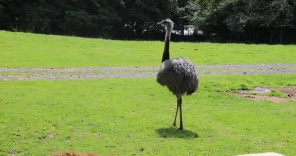 Nandu Con Cuello Largo Pastos — Vídeos de Stock