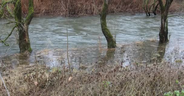 水が高く 急激な電流があるときに木は川のベッドの中に立つ — ストック動画