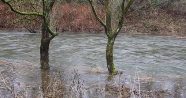 Ağaçlar Nehir Yatağında Durur Yüksekken Akıntı Hızlıyken — Stok video