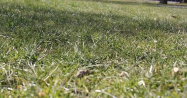 Yeşil çimenlerin üzerinde bahar çayır