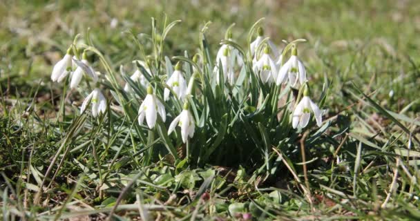 Nevada Blanca Prado Primavera — Vídeos de Stock