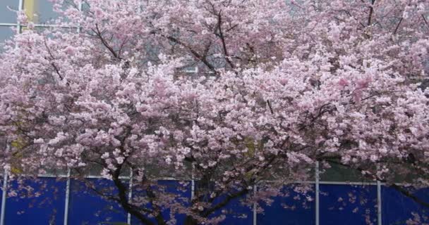 Fiore Ciliegio Giapponese Con Fiori Rosa Primavera — Video Stock