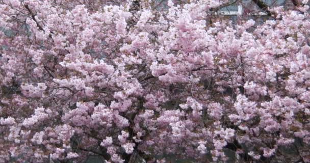 Japanische Kirschblüte Mit Rosa Blüten Frühling — Stockvideo
