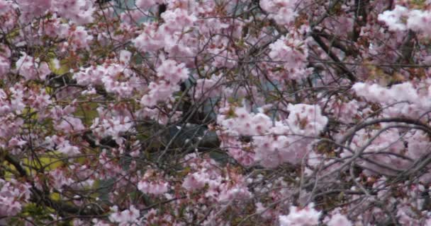 Japanische Kirschblüte Mit Rosa Blüten Frühling — Stockvideo
