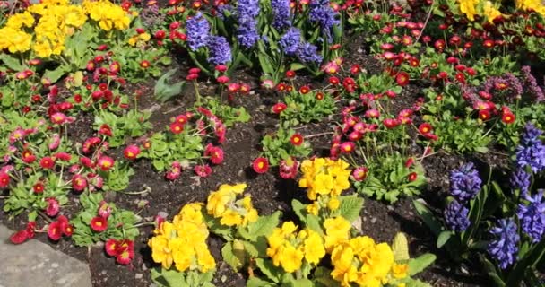 Jonquilles Jacinthes Sauvages Colorées Fleurs Dans Prairie — Video