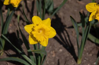 Sarı Narcissus çiçek tarhında