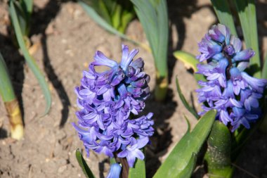 Mavi sümbül çiçek tarhında