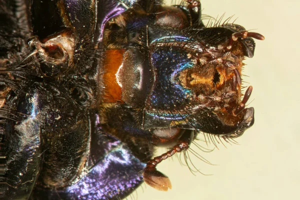 Highly Magnified Mouthparts Scarab Beetle — Stock Photo, Image