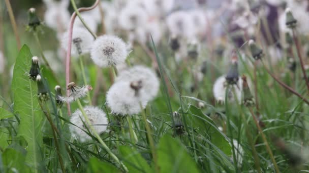 Boule Blanche Pissenlit — Video