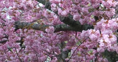 Baharda pembe çiçeklerle Japon kiraz çiçekleri