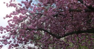 Baharda pembe çiçeklerle Japon kiraz çiçekleri