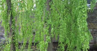 Netphen yakınlarında hendeği olan demirli bir kale.