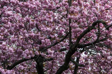 Baharda pembe çiçeklerle Japon kiraz çiçekleri