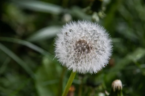 Weiße Pusteblume Eines Löwenzahns — Stockfoto