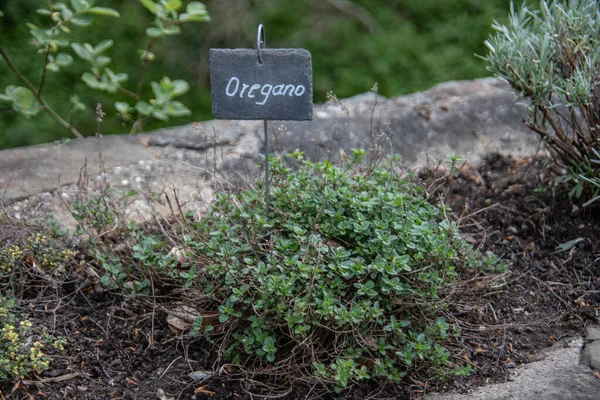 Herbs Castle Garden Cooking — Photo