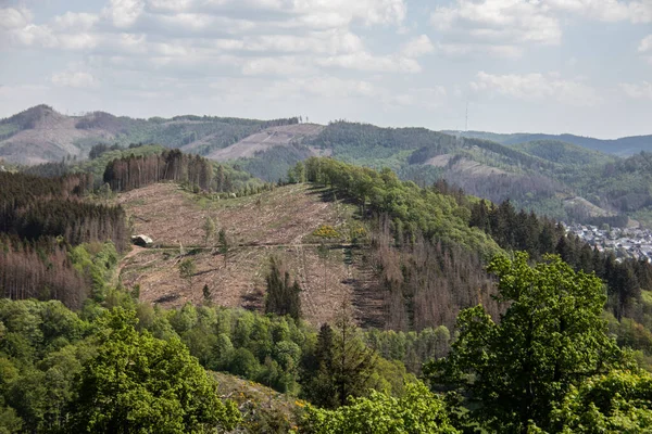 Fakitermelés Nyári Tűlevelű Erdőben — Stock Fotó