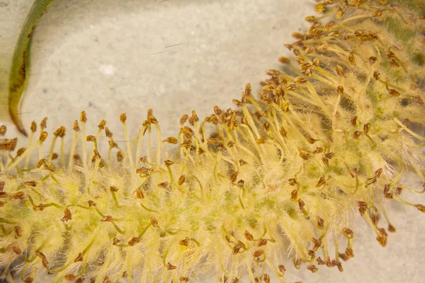 Pussy willow with infructescence under the magnifying glass