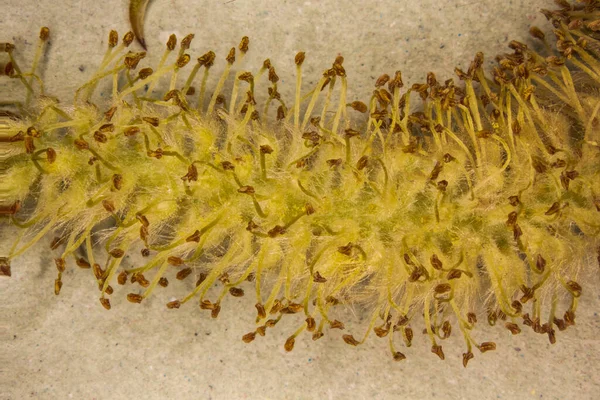 Pussy Willow Infructescence Magnifying Glass — Fotografia de Stock