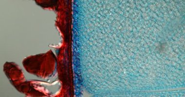 Mikroskop altında badem lapası 100 x