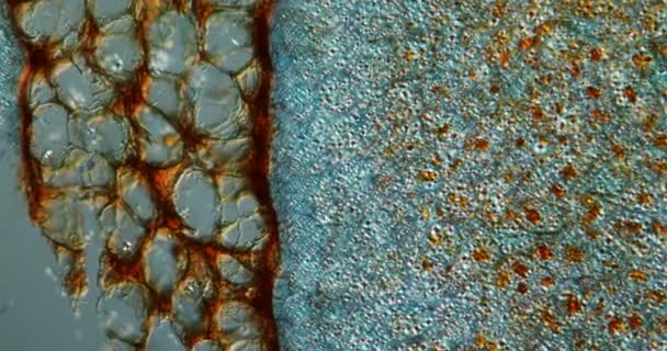 Pulp Nutmeg Bawah Mikroskop 100X — Stok Video