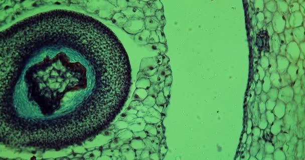 Bubur Tomat Bawah Mikroskop 100X — Stok Video