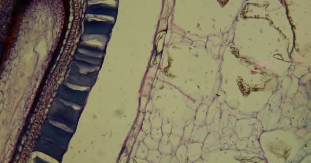 Bubur Gooseberry Bawah Mikroskop 100X — Stok Video