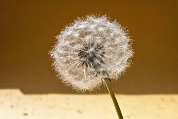 Bola Blanca Diente León — Foto de Stock