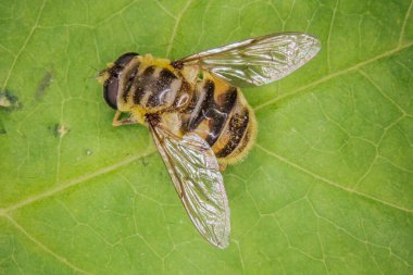 hoverfly yeşil yaprağın üzerinde oturur