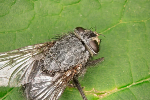 Big Housefly Sits Green Leaf — Stock Photo, Image