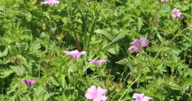 Botanik bahçesinde renkli turna çiçekleri