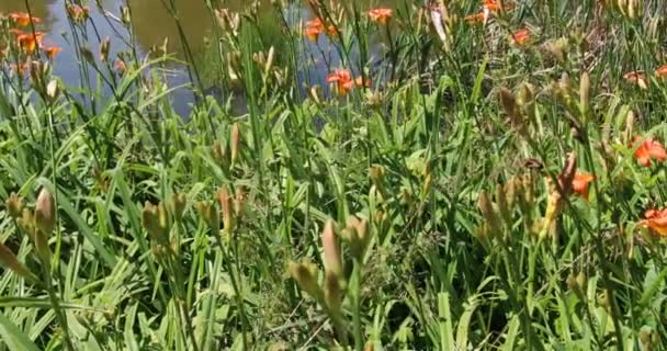 Fleurs Lis Orange Colorées Dans Jardin Botanique — Video