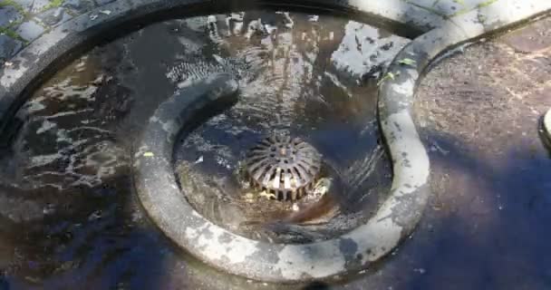 Scorre Acqua Nella Città Siegen — Video Stock