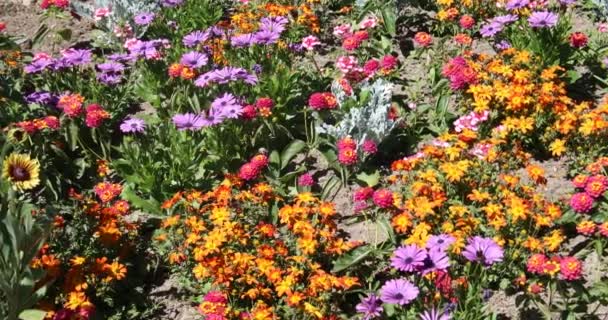 植物園のカラフルな花は — ストック動画