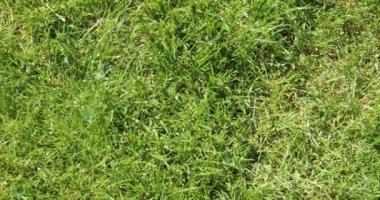 Şehir parkında yeşil taneler