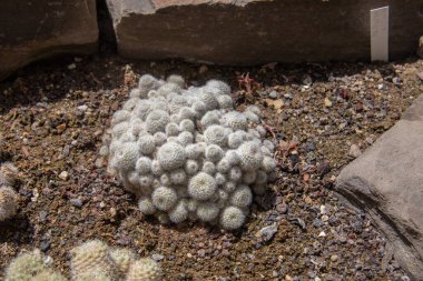 Yeşil kaktüslü ve dikenli tatlı.