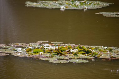 Gölde yaprakları ve çiçekleri olan nilüferler yüzüyor.