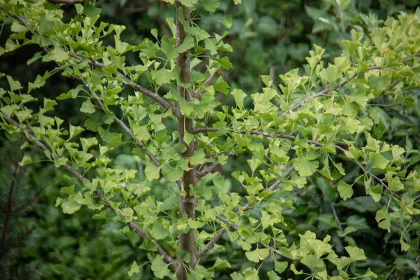 緑の葉を持つ銀杏の木の枝 — ストック写真