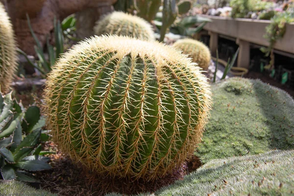 Cactus Globulares Echino Grusoni Desierto —  Fotos de Stock