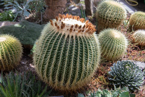 Çöldeki küresel ekino grusoni kaktüsü.