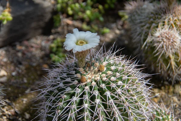 Cactus Globulares Echino Grusoni Desierto —  Fotos de Stock