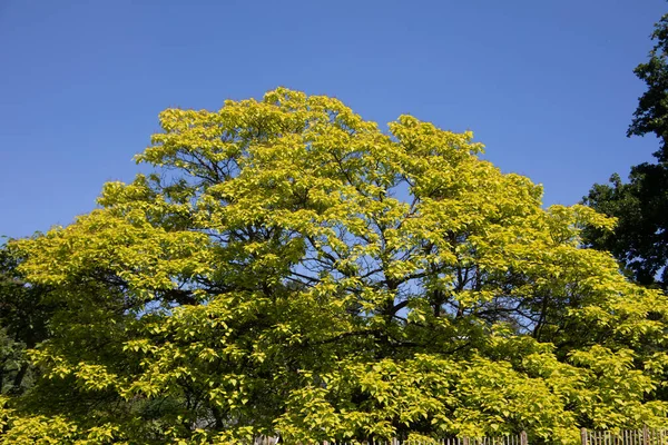 Jardin Botanique Solingen Avec Arbres Fleurs — Photo