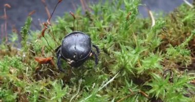 Siyah bok böceği yeşil yosun içinde sürünür.