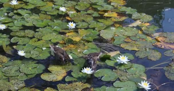 Качки Шукають Їжу Водоймі Ліліями — стокове відео