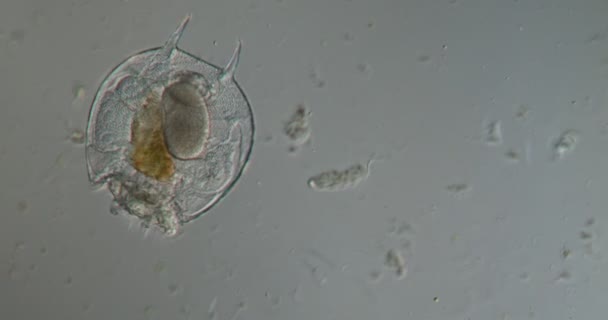 Rotifer Derede 100 Kat Daha Fazla Yiyecek Arıyor — Stok video