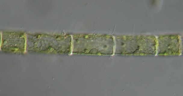 Filamenteuze Groene Algen Met Gloeiende Organellen Vijver 200X — Stockvideo