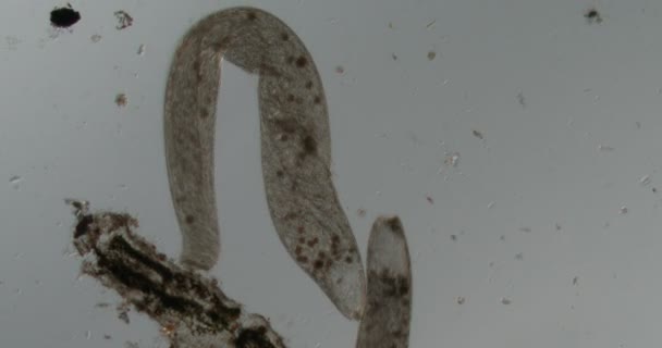 Flatworm Swims Bottom Pond Search Food — Vídeos de Stock