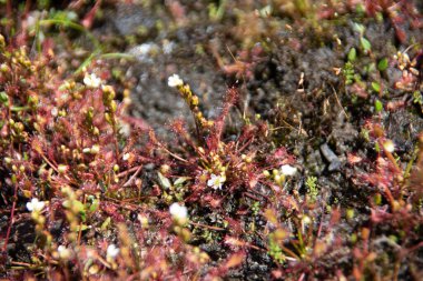 Yükseltilmiş bataklıktaki güneş çiğ bitkisi