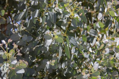 Avustralya 'dan aromatik yapraklı okaliptüs ağacı