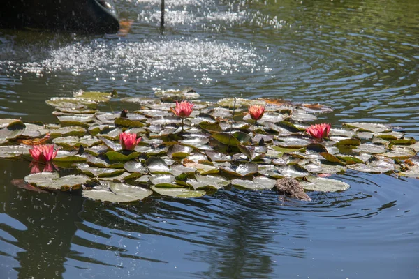 五彩缤纷的百合花和树叶在水里飘扬 — 图库照片